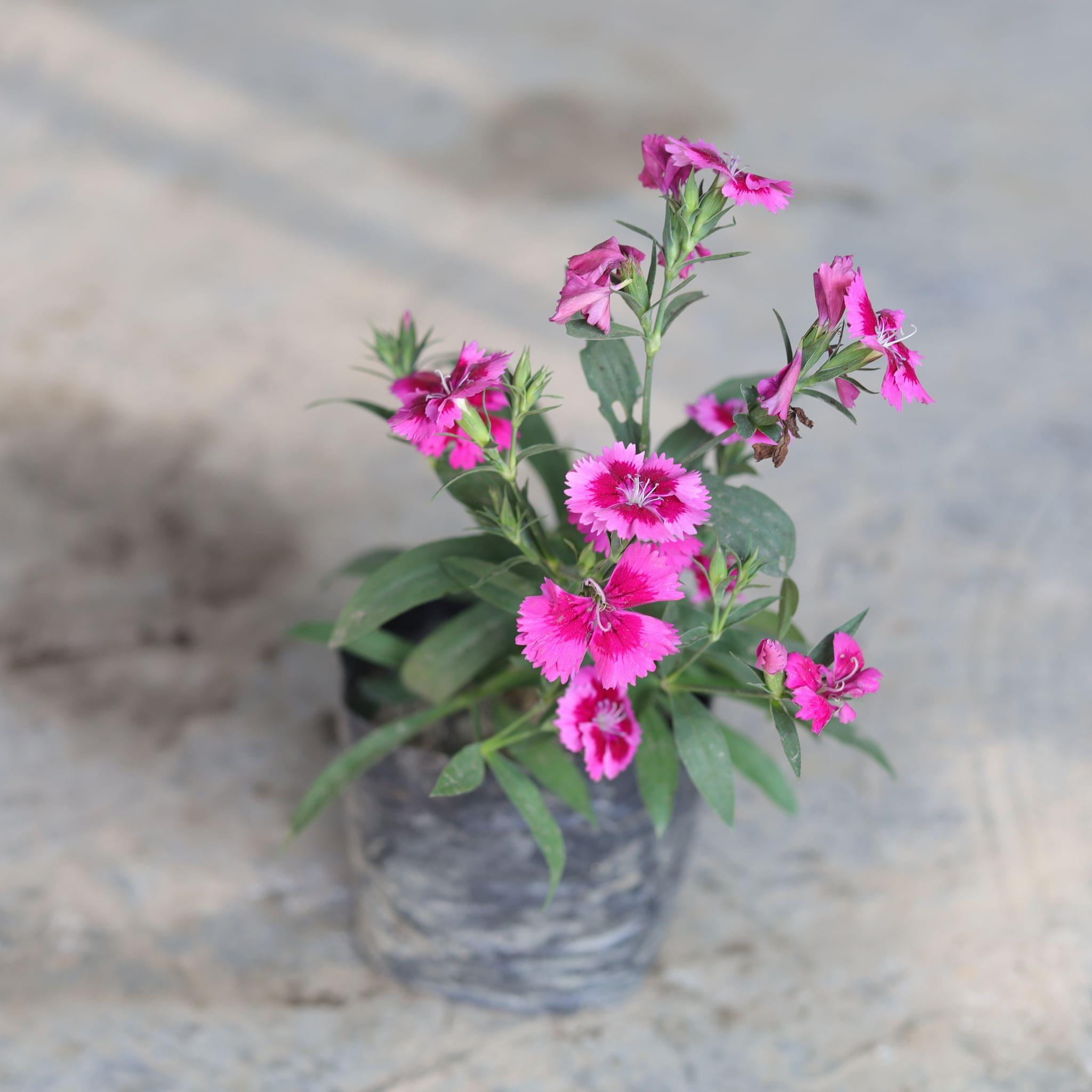 Dianthus (any colour) in 4 Inch Nursery Bag