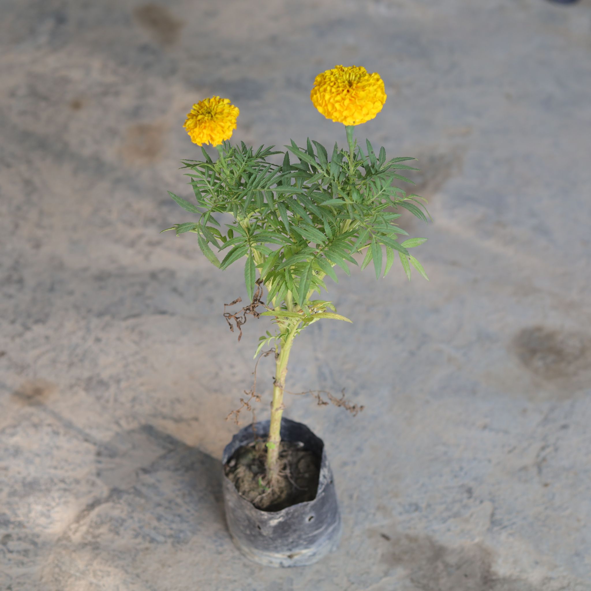 Marigold (any colour) in 4 Inch Nursery Bag
