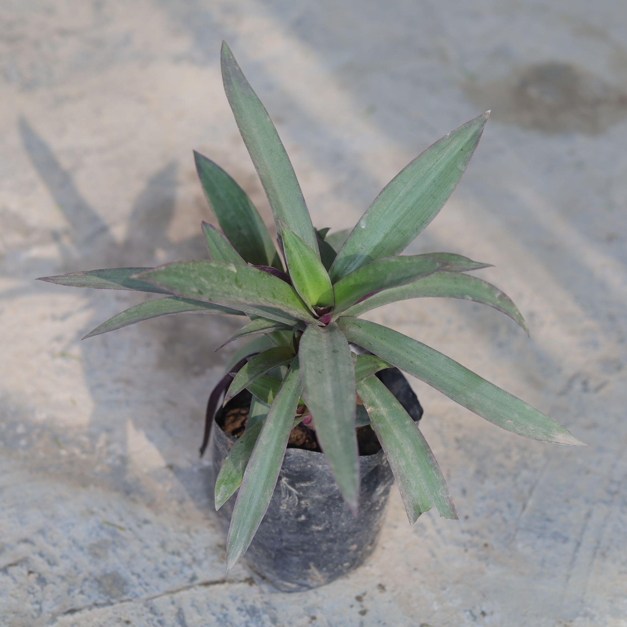 Rhoeo / Durangi in 4 Inch Nursery Bag