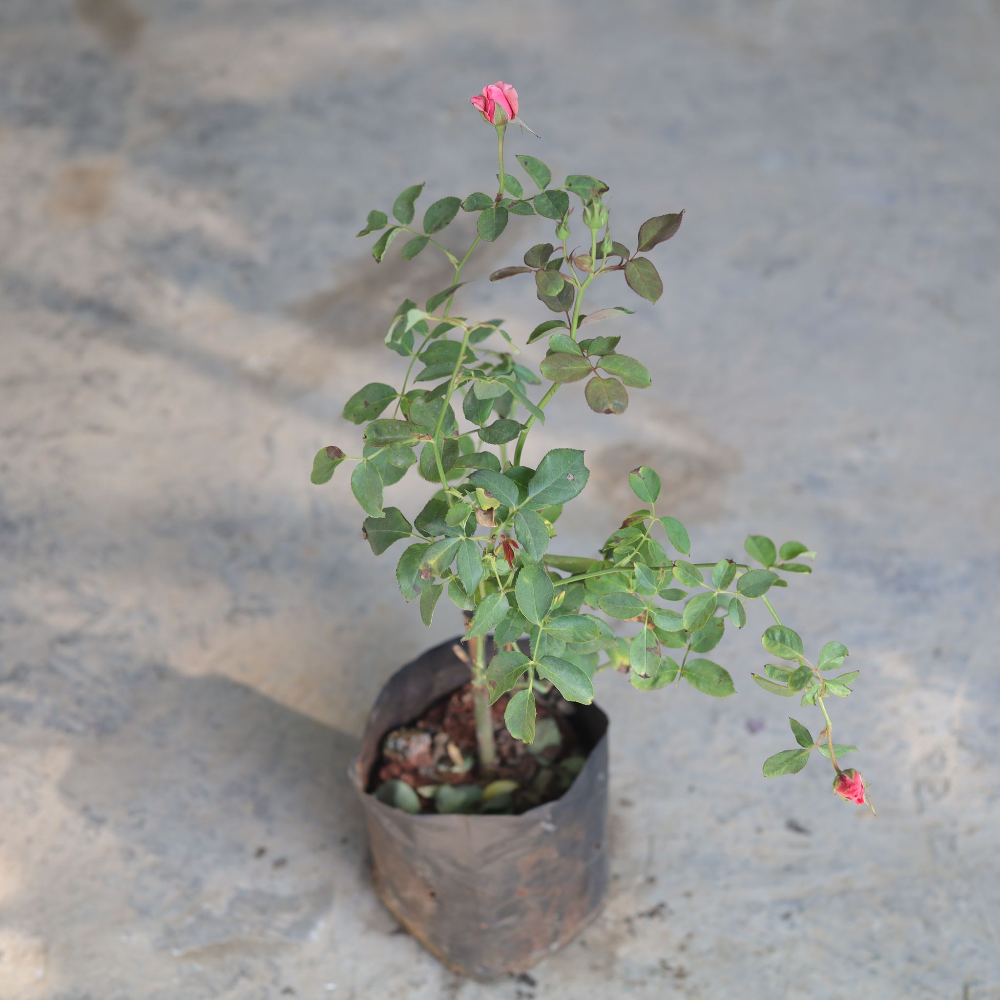 Chrysanthemum / Guldawari (any colour) in 4 Inch Nursery Bag