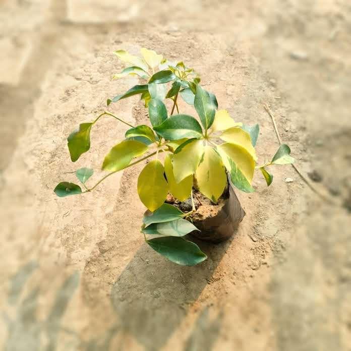 Schefflera Brassia in 4 Inch Nursery Bag