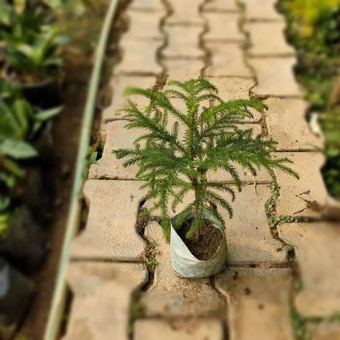 Araucaria / Christmas tree in 5 Inch Nursery Bag
