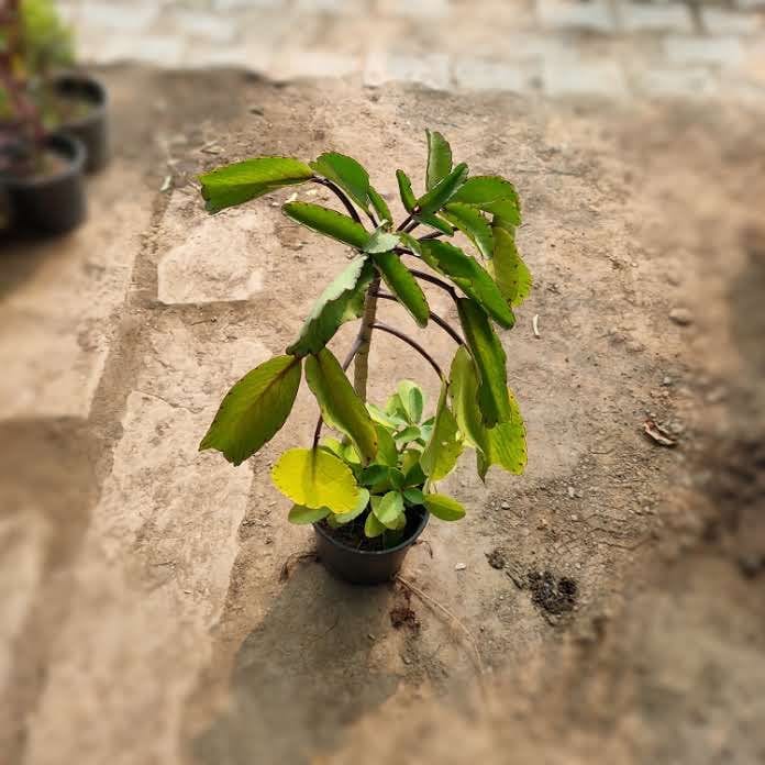 Pattarchatta in 6 Inch Nursery Pot