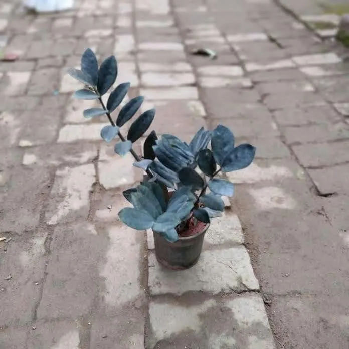 Zz Black in 4 Inch Nursery Pot