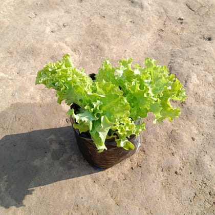Buy Lettuce Green in 4 Inch Nursery Bag Online | Urvann.com