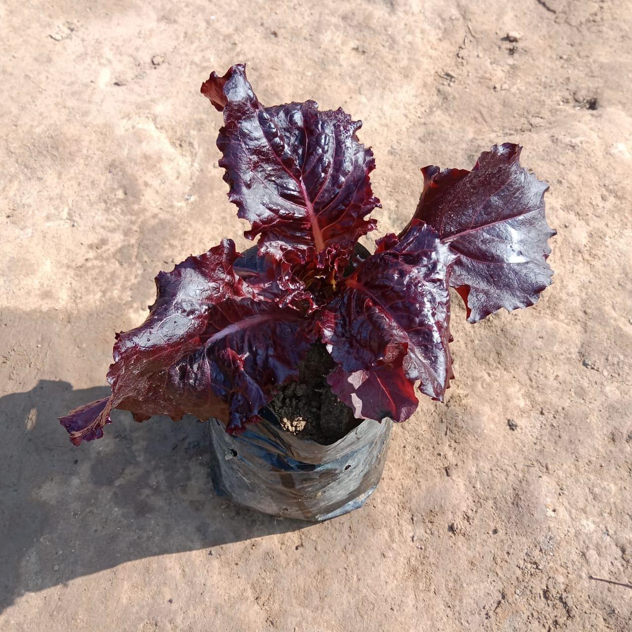 Lettuce Brown in 4 Inch Nursery Bag