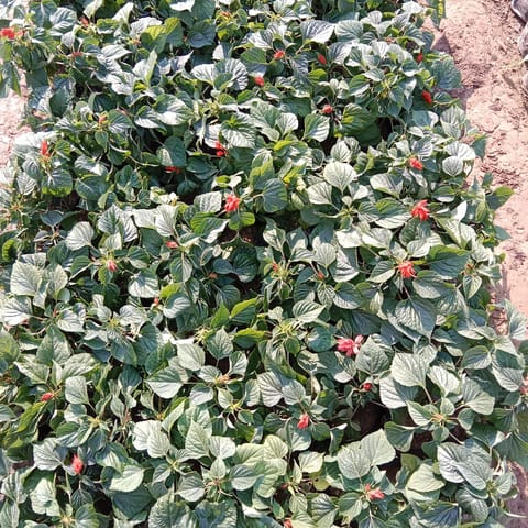 Salvia (any colour) in 4 Inch Nursery Bag