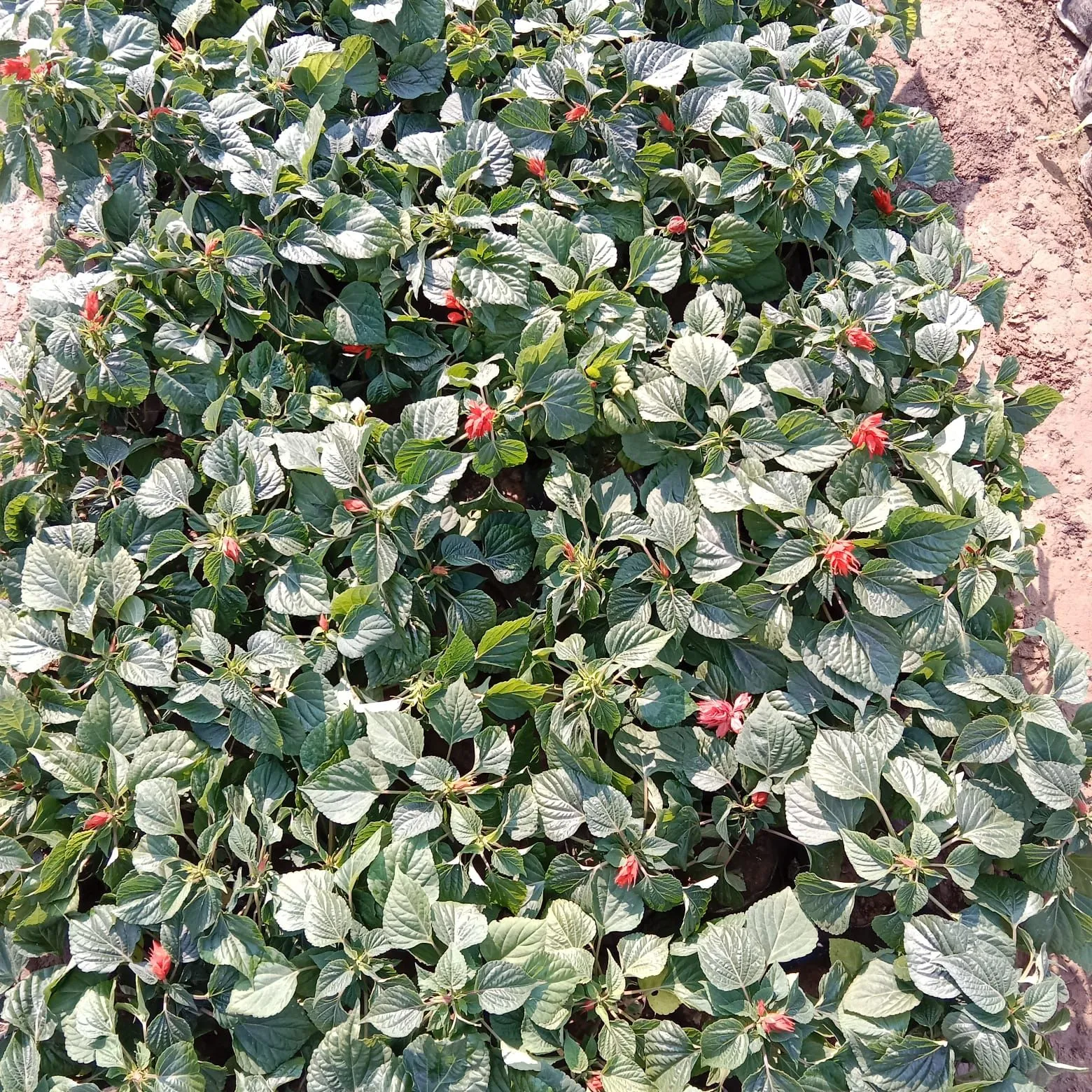 Salvia (any colour) in 4 Inch Nursery Bag