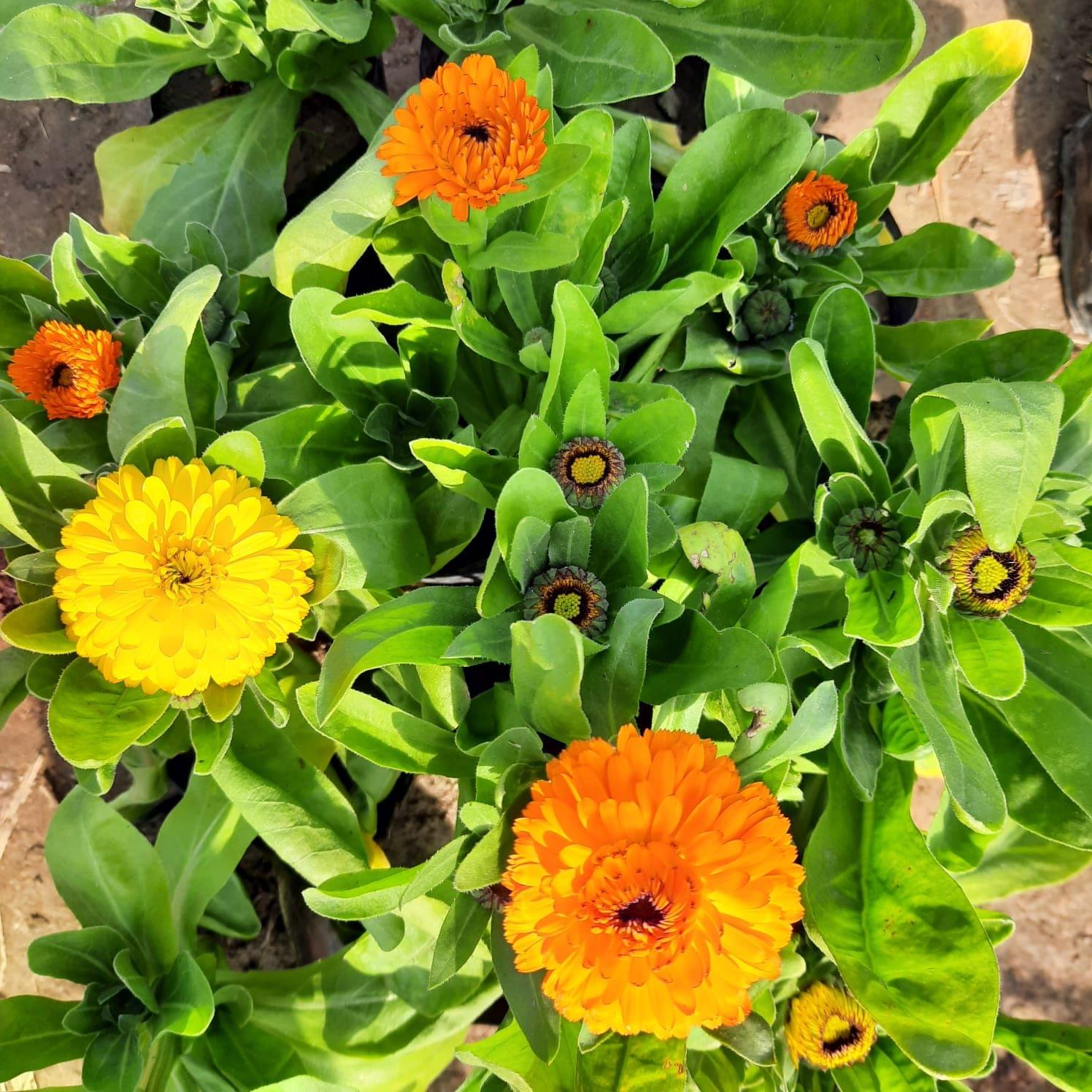 Calendula (any colour) in 4 Inch Nursery Bag