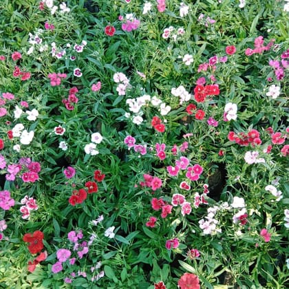 Buy Dianthus (any colour) in 4 Inch Nursery Bag Online | Urvann.com