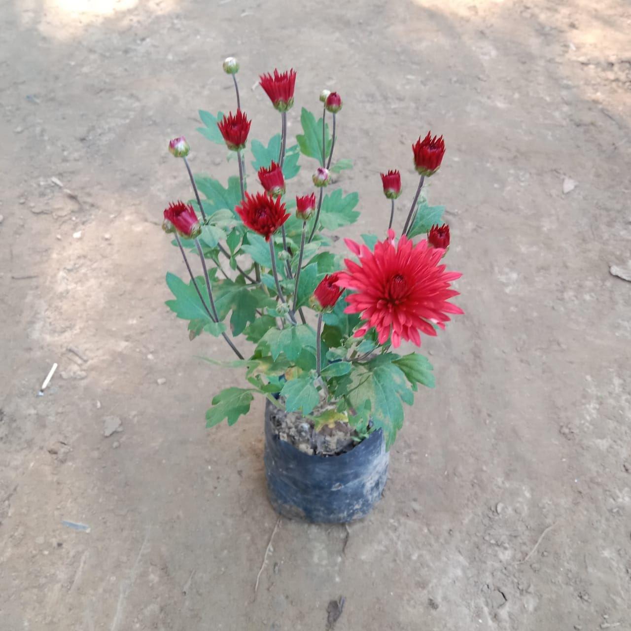 Chrysanthemum / Guldawari (any colour) in 4 Inch Nursery Bag