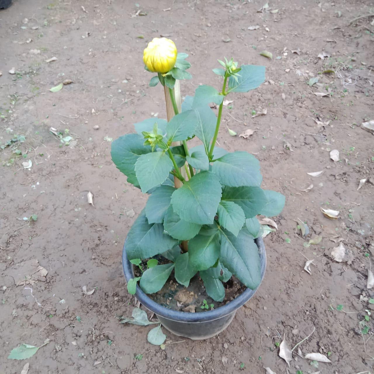 Dahlia (any colour) in 6 Inch Nursery Pot