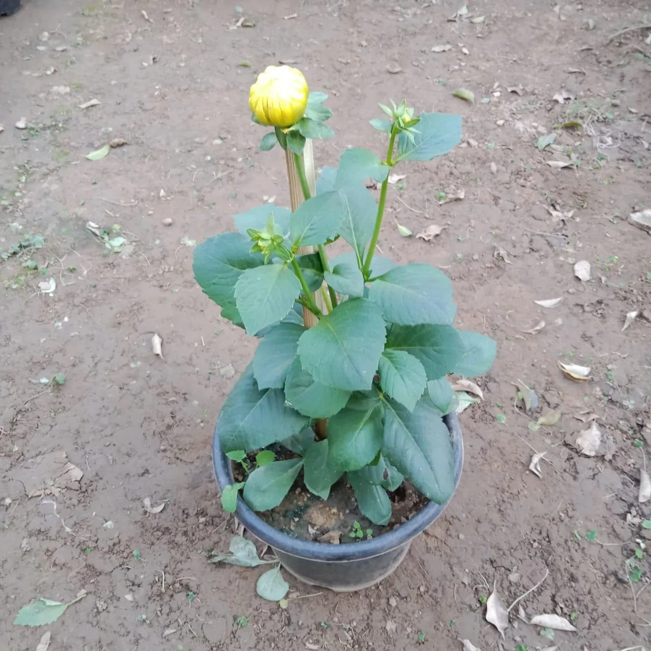 Dahlia (any colour) in 6 Inch Nursery Pot