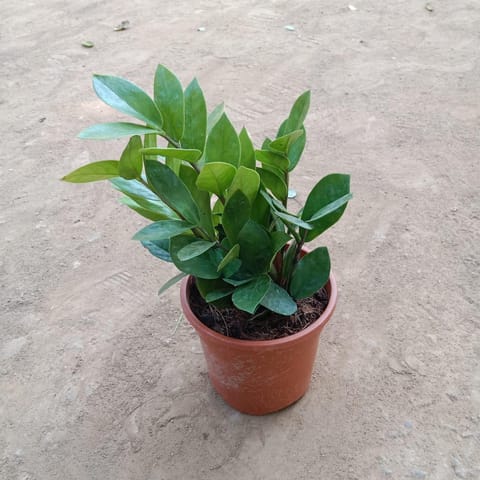 Zz Plant in 5 Inch Nursery Pot