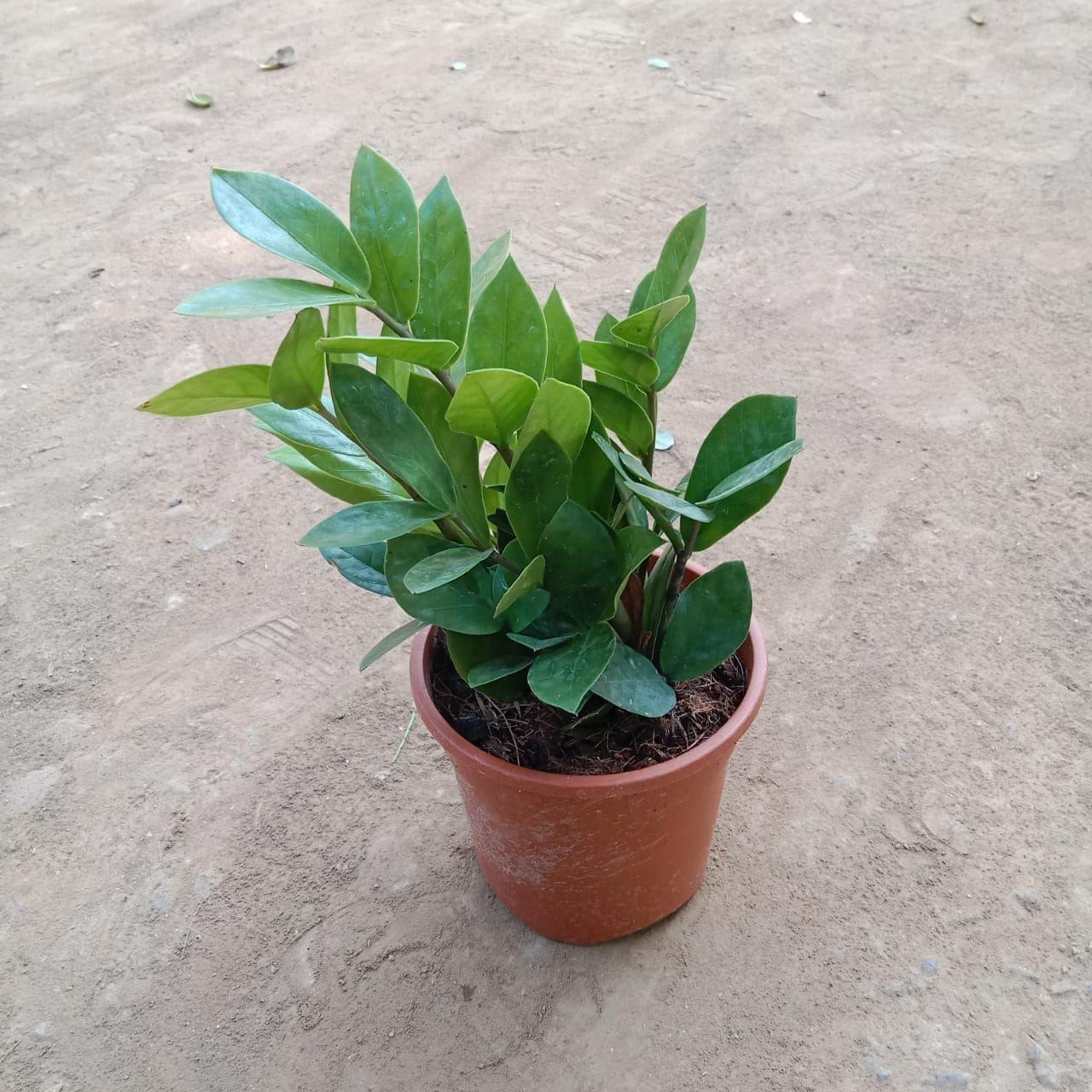 Zz Plant in 5 Inch Nursery Pot