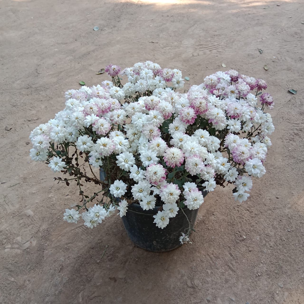 Chrysanthemum / Guldawari (any colour) in 8 Inch Nursery Pot