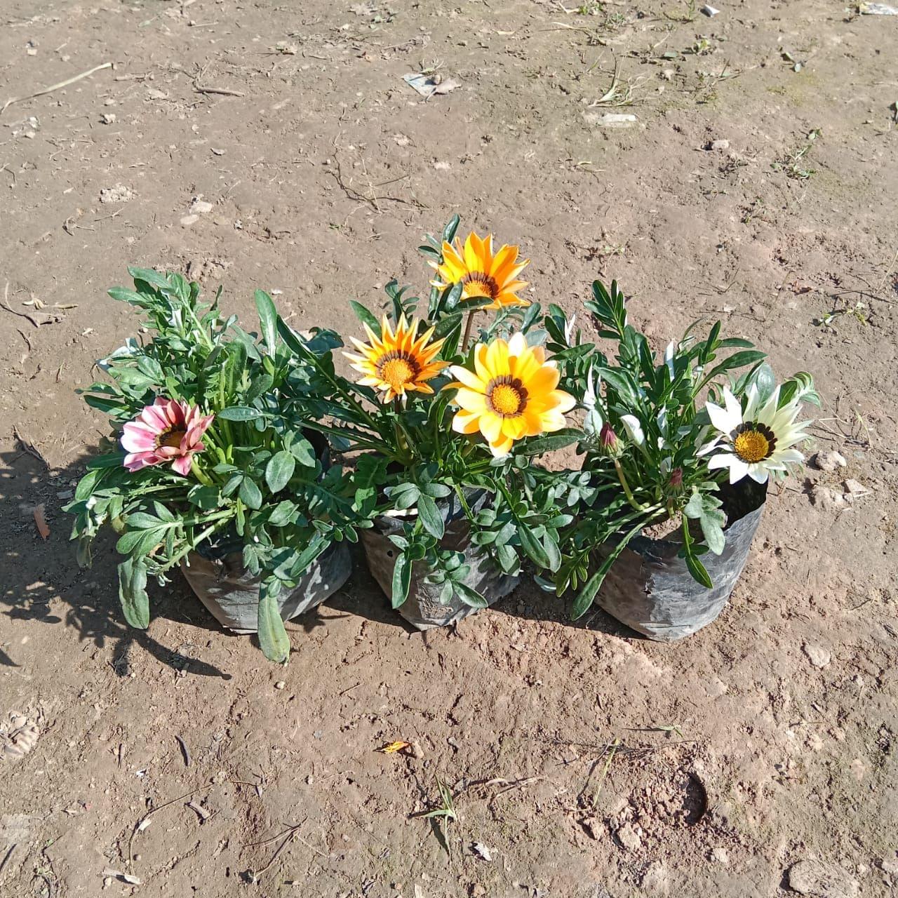 Set of 3 - Gazania (any colour) in 4 Inch Nursery Bag