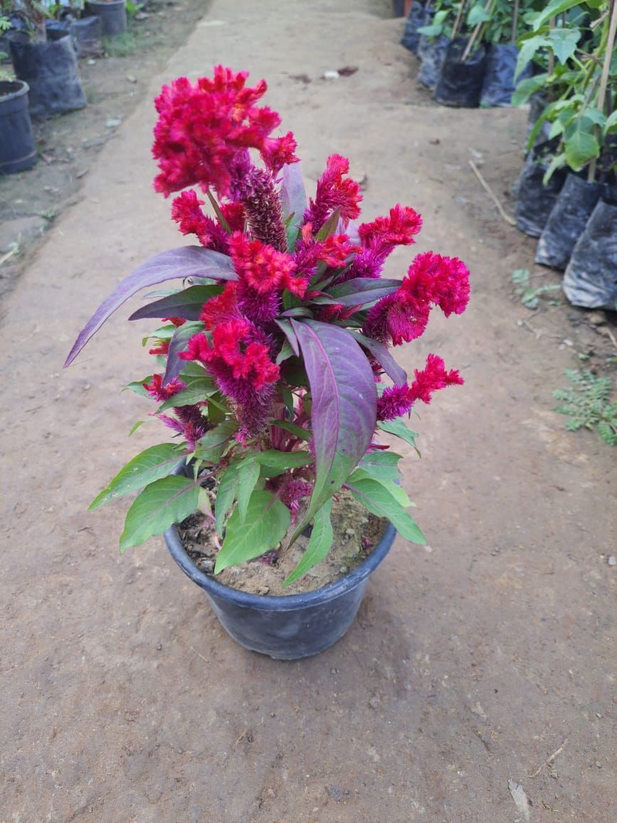 Celosia / Cockscomb (any colour) in 6 Inch Nursery Pot