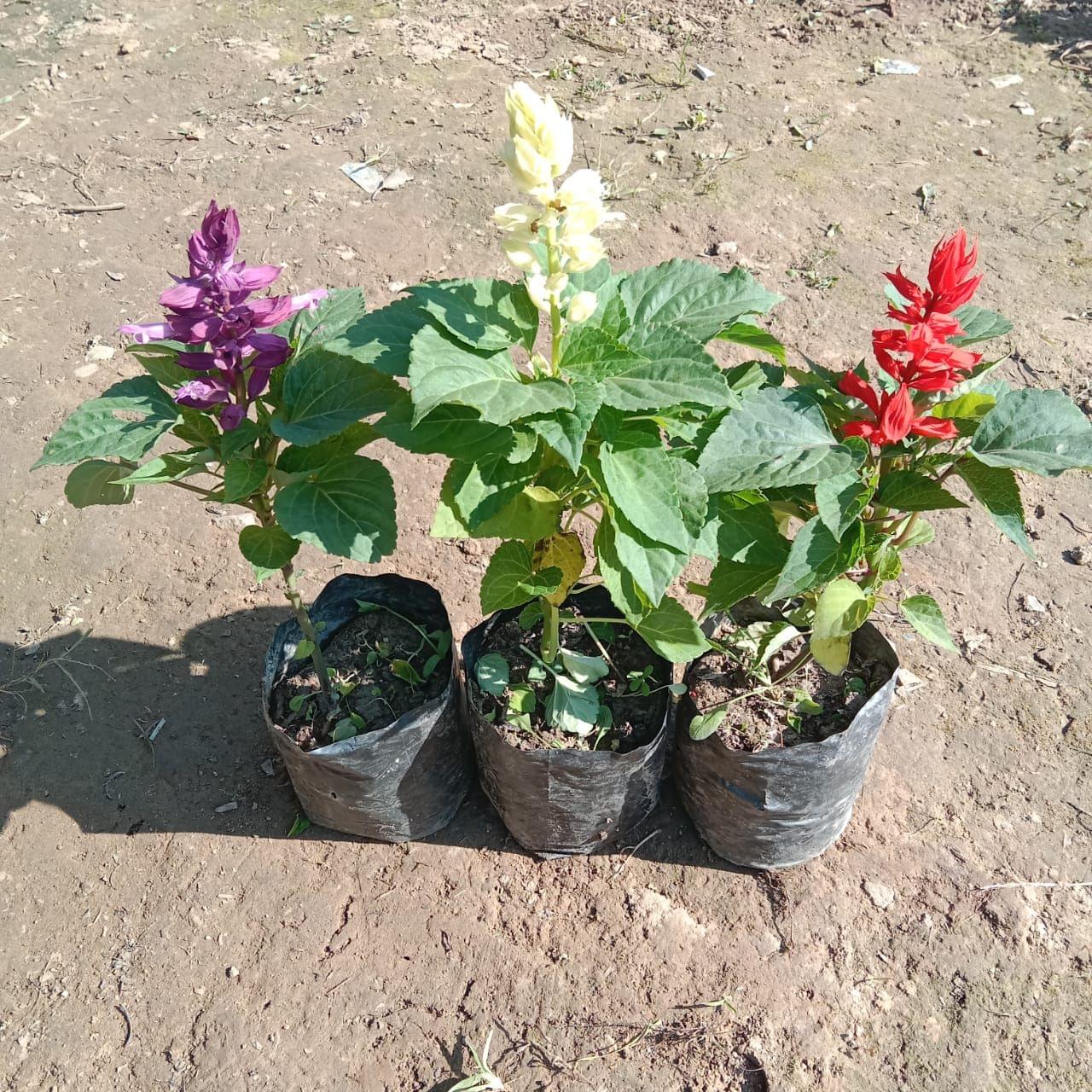 Set of 3 - Salvia (any colour) in 4 Inch Nursery Bag