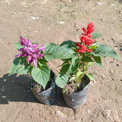 Buy Set of 2 - Salvia (any colour) in 4 Inch Nursery Bag Online | Urvann.com