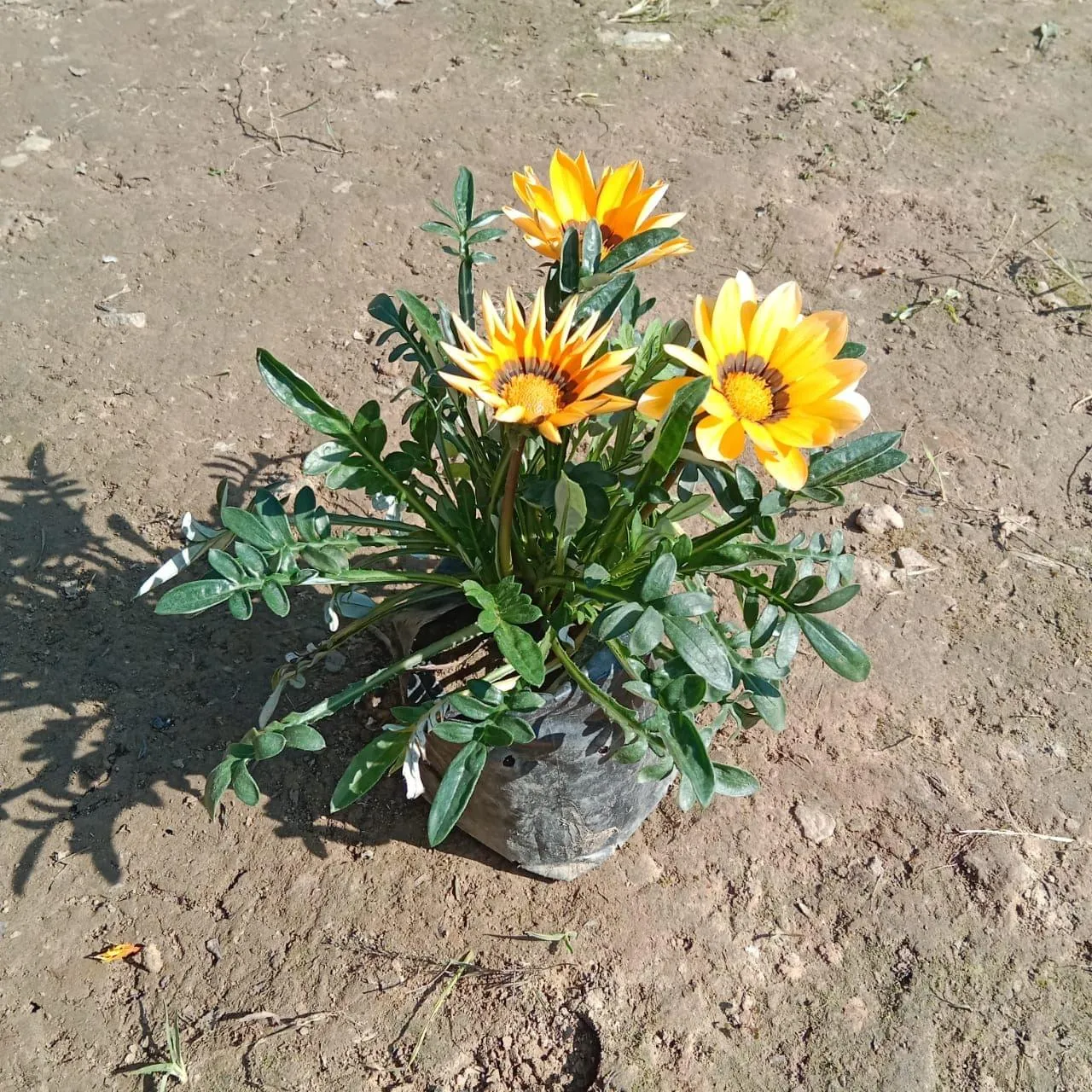Gazania (any colour) in 4 Inch Nursery Bag