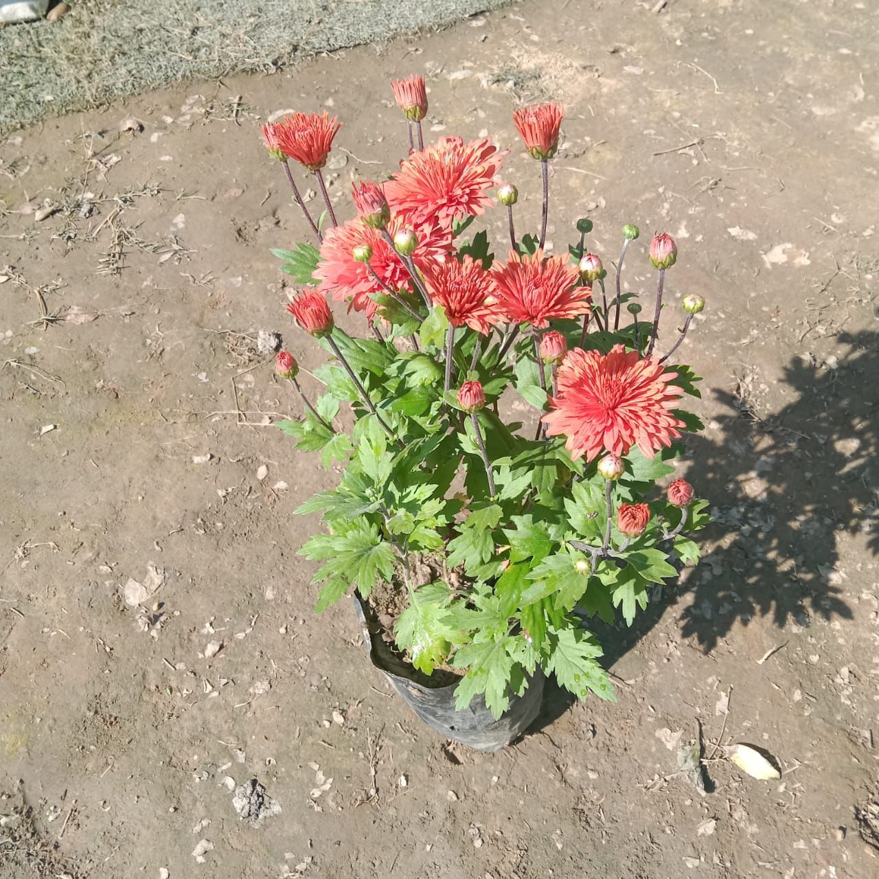 Chrysanthemum / Guldawari (any colour) in 4 Inch Nursery Bag