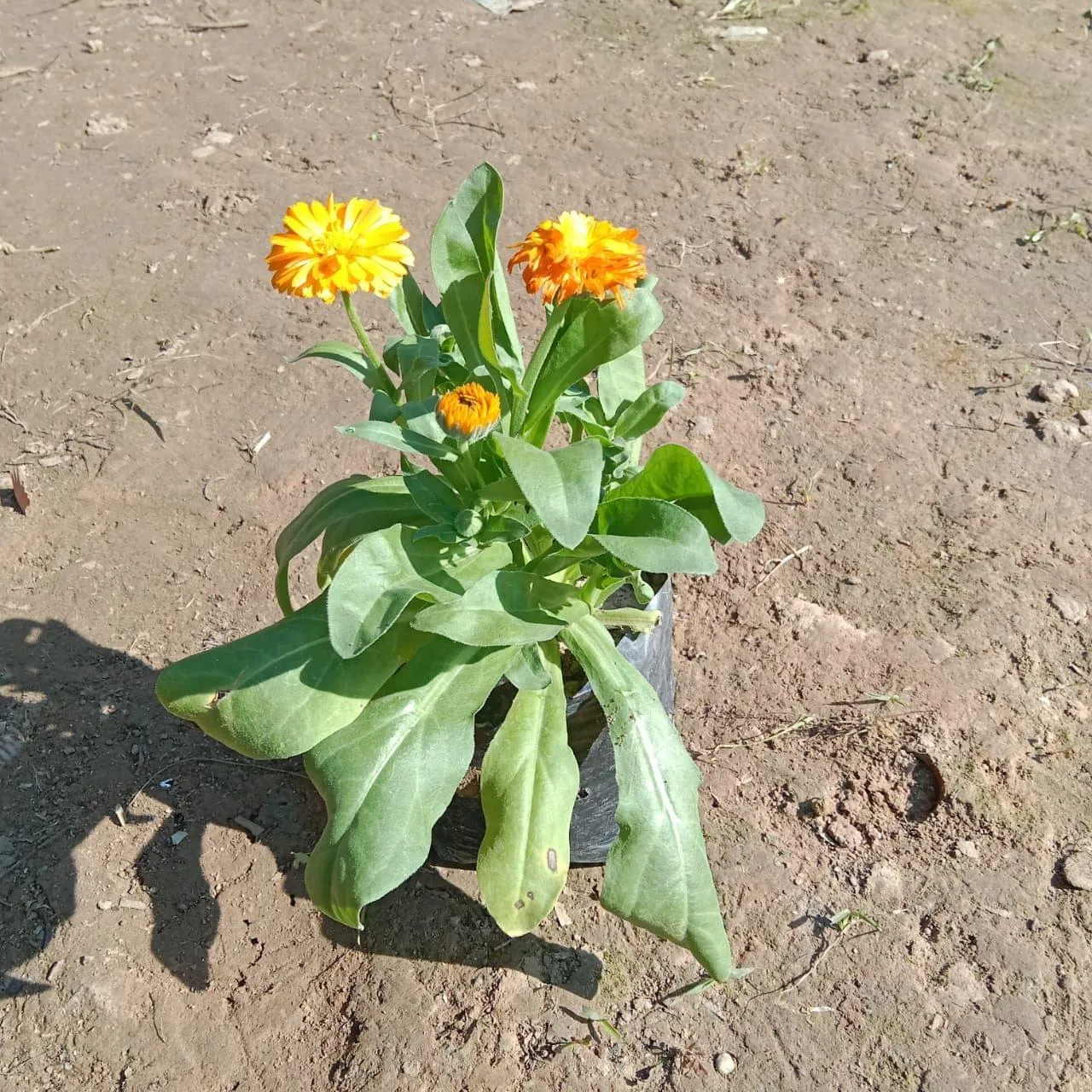 Calendula (any colour) in 4 Inch Nursery Bag