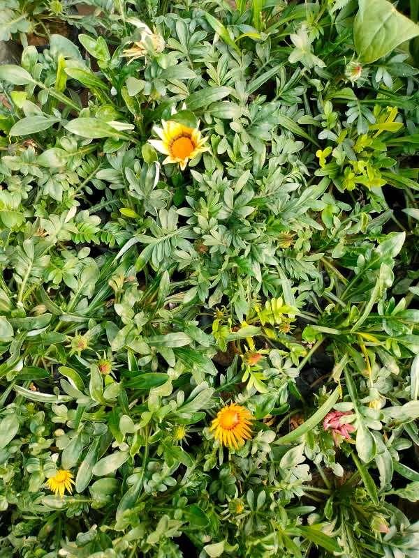 Gazania (any colour) in 4 Inch Nursery Bag
