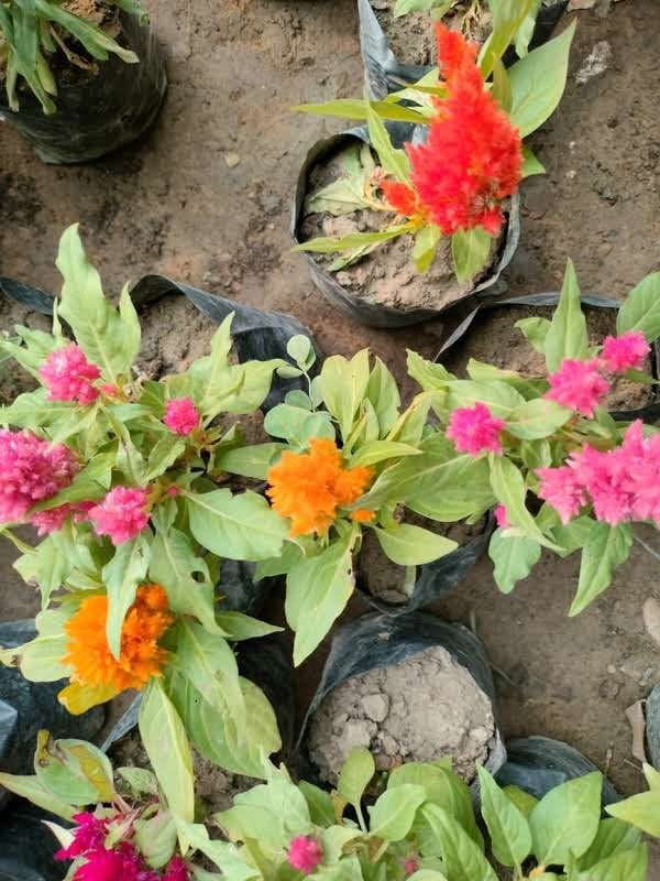 Celosia / Cockscomb (any colour) in 4 Inch Nursery Bag
