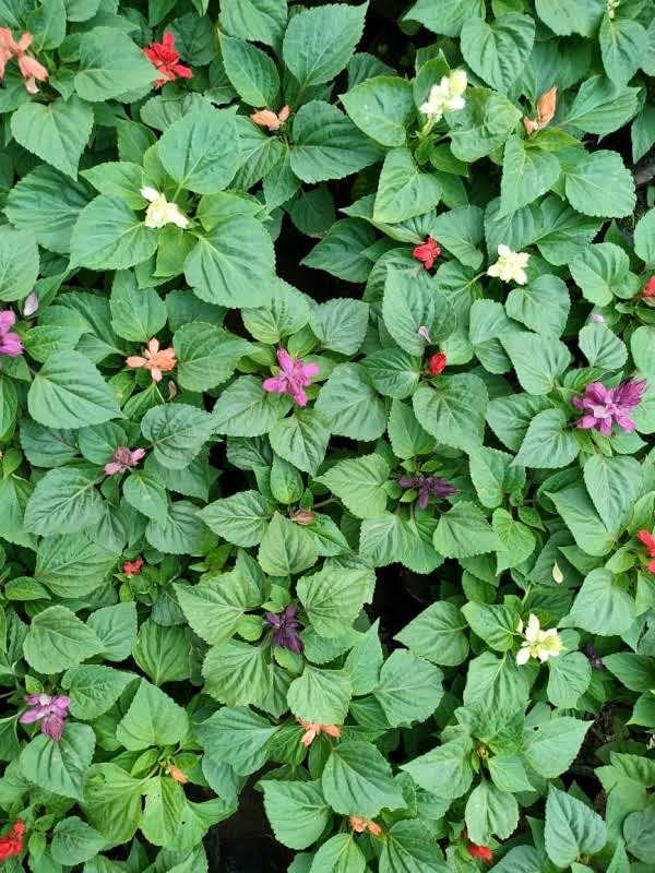 Salvia (any colour) in 4 Inch Nursery Bag