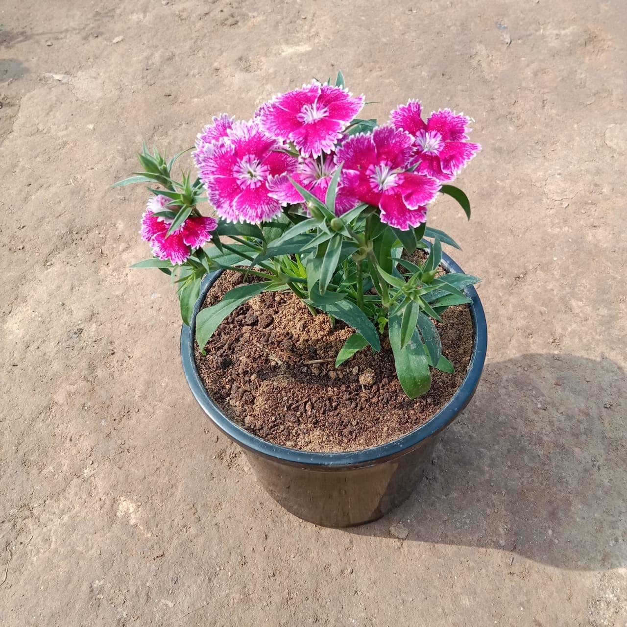 Dianthus (any colour) in 6 Inch Nursery Pot
