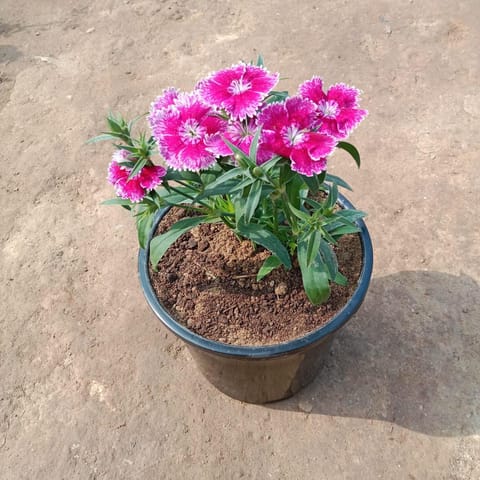 Dianthus (any colour) in 6 Inch Nursery Pot