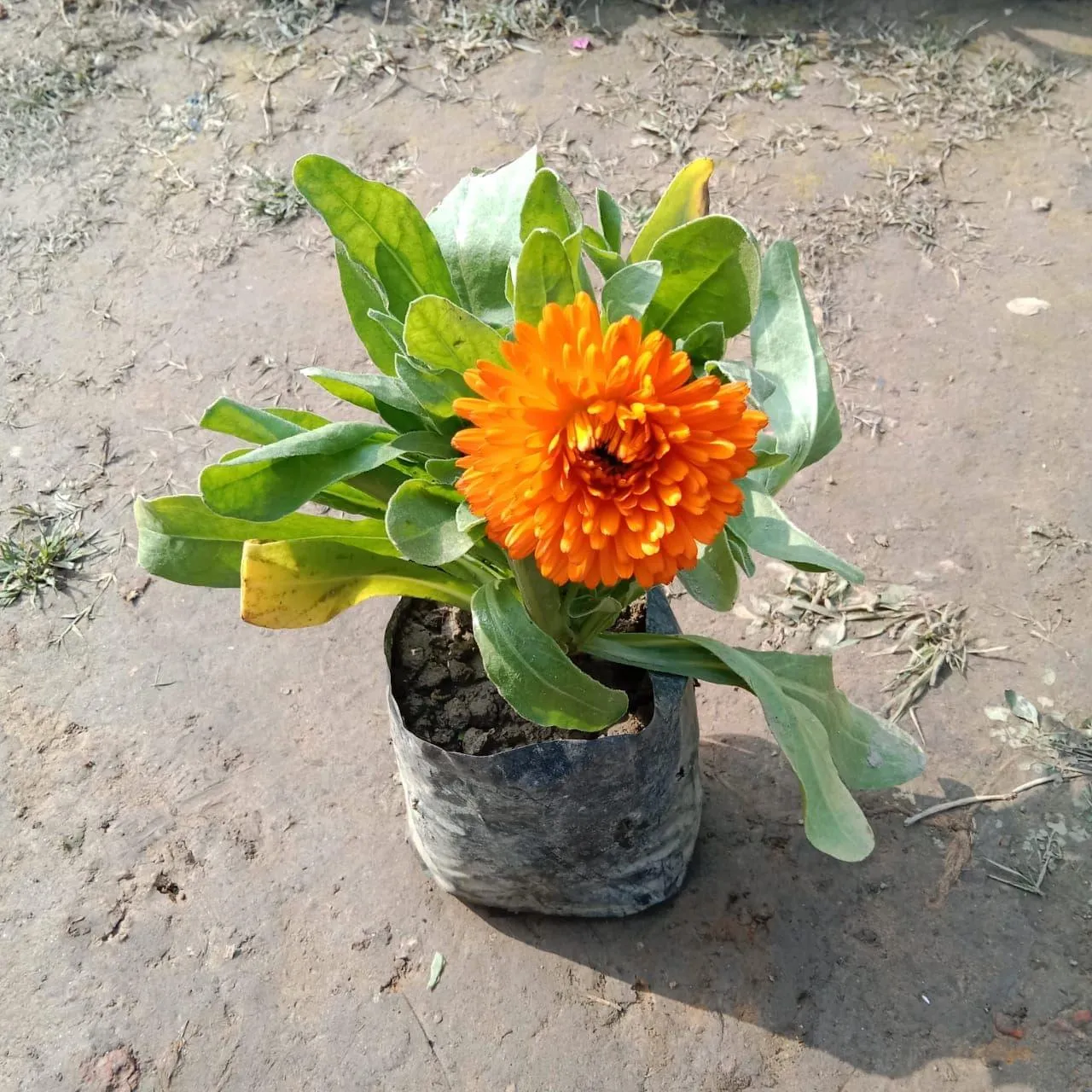 Calendula (any colour) in 4 Inch Nursery Bag