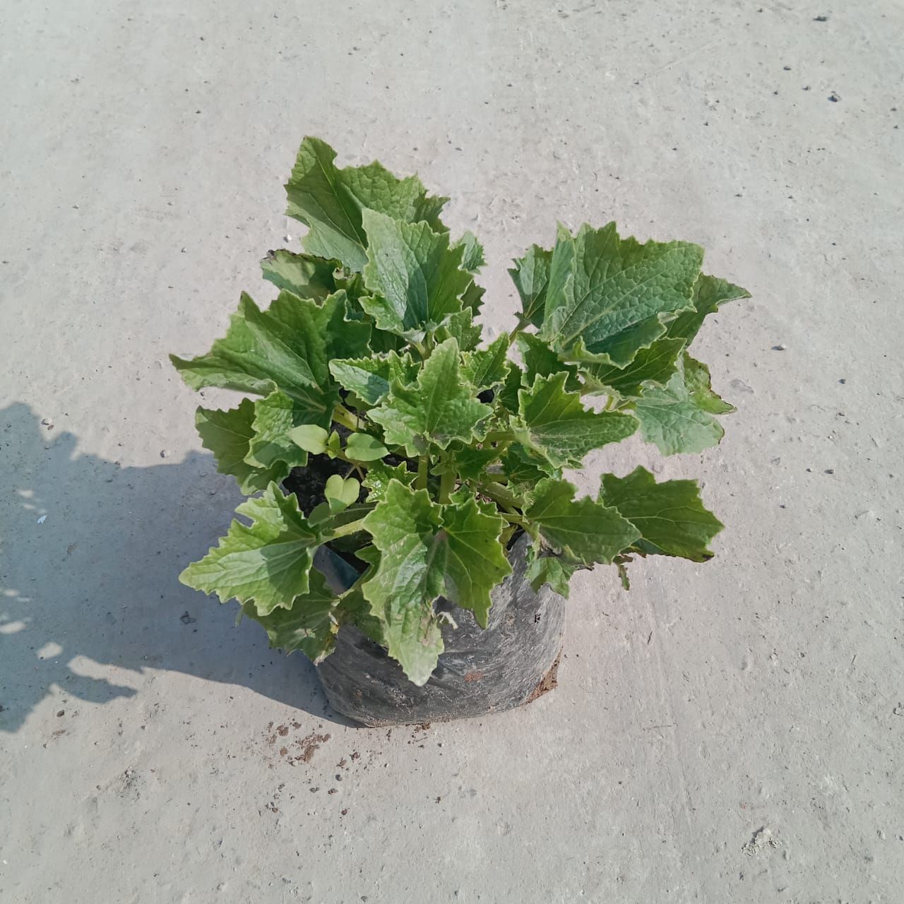 Cineraria (any colour) in 4 Inch Nursery Bag