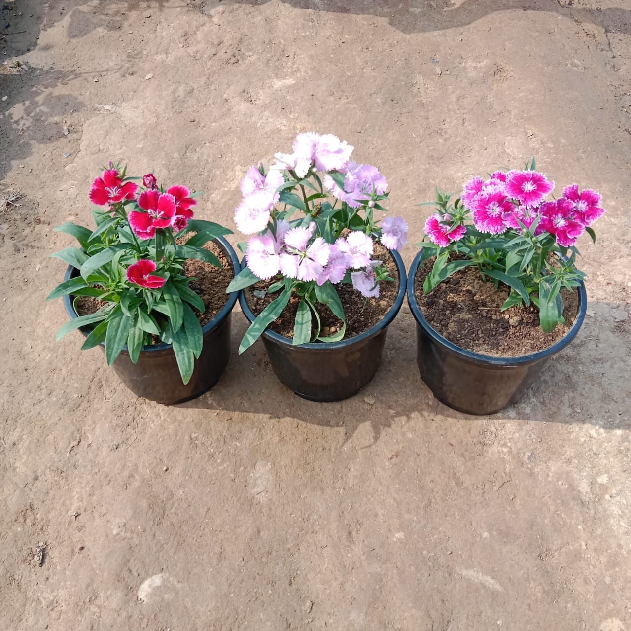 Set of 3 - Dianthus (any colour) in 6 Inch Nursery Pot