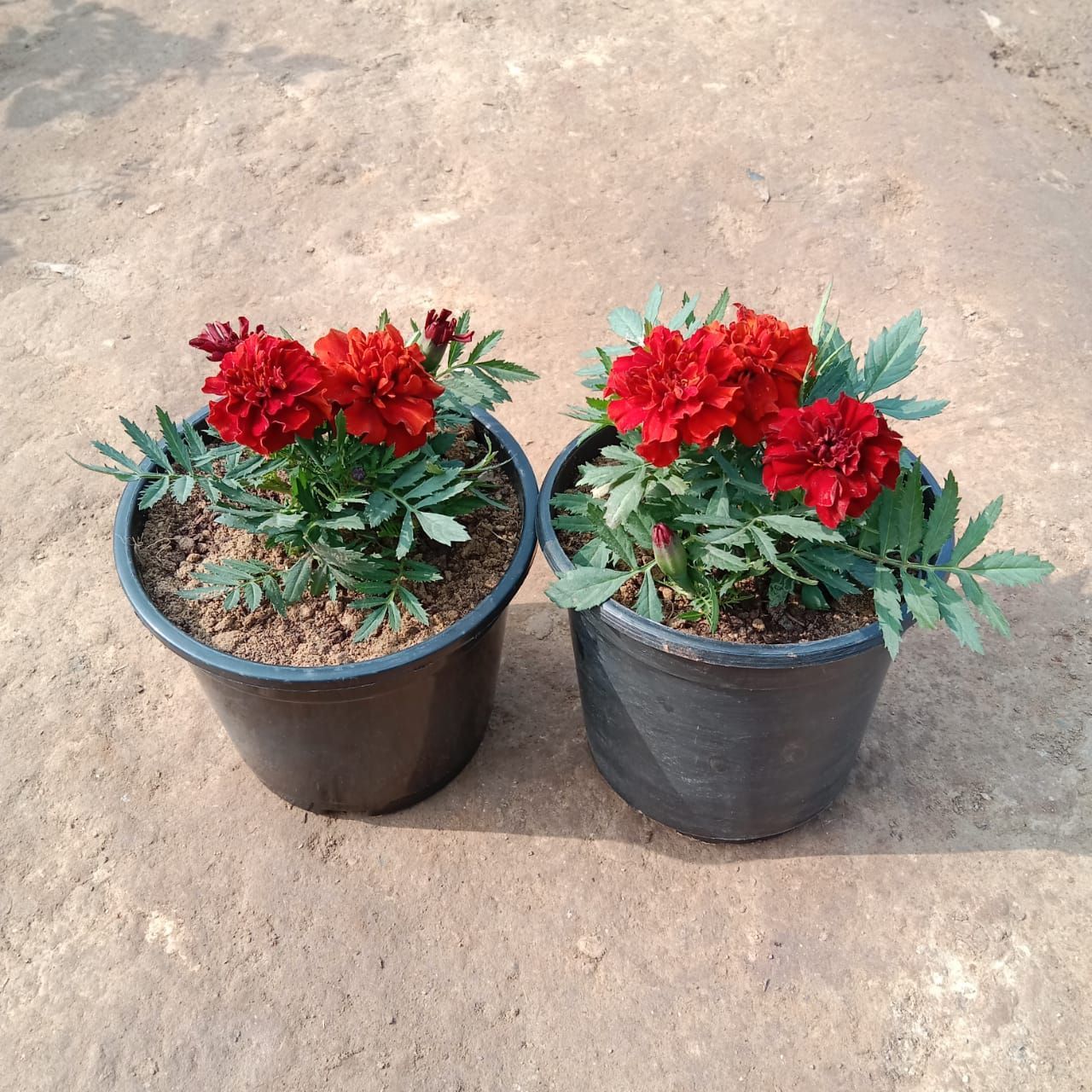 Set of 2 - Marigold Jafri (any colour) in 6 Inch Nursery Pot