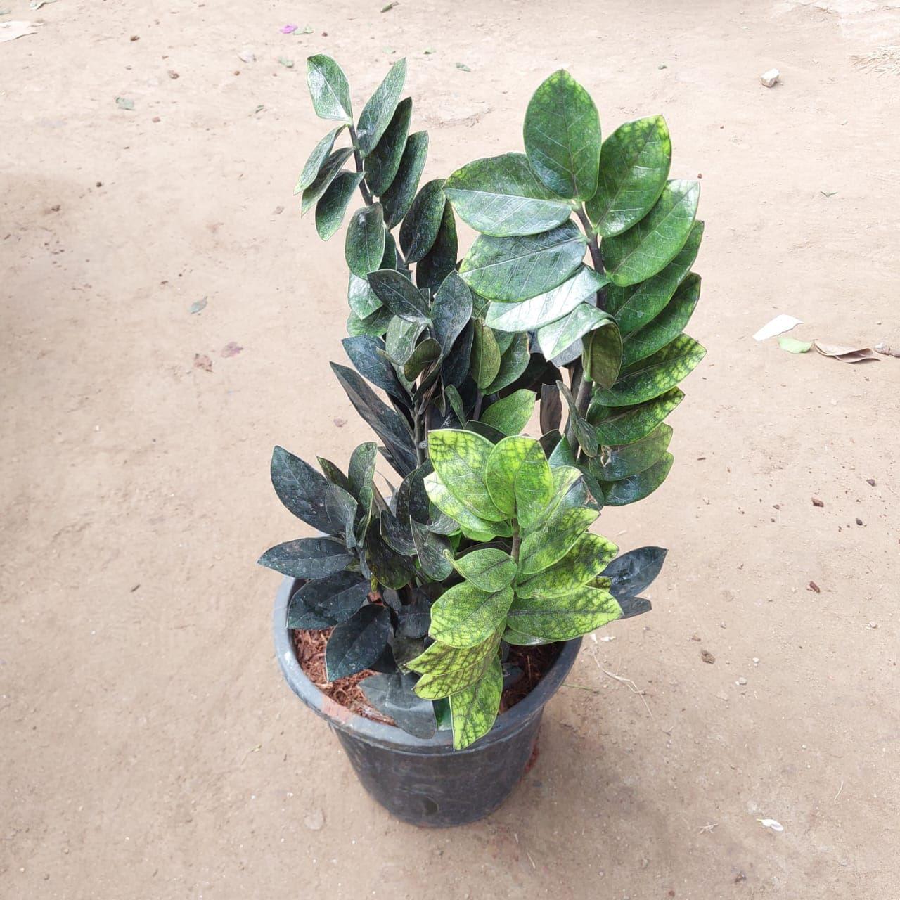 Zz Black in 8 Inch Nursery Pot