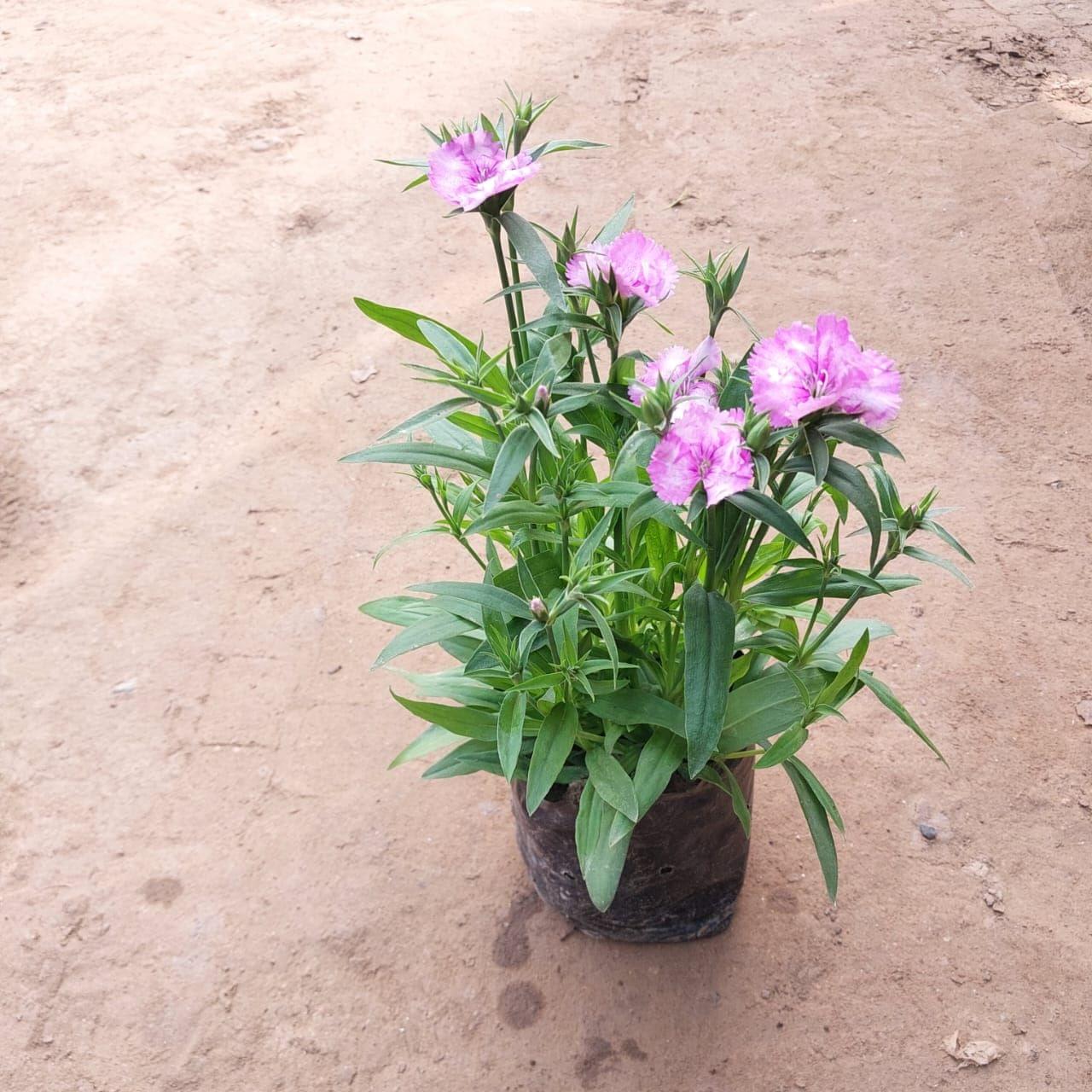 Dianthus (any colour) in 4 Inch Nursery Bag