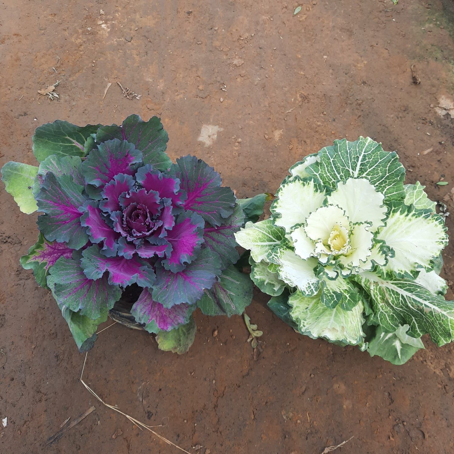 Set of 2 - Kale (White & Purple) in 4 Inch Nursery Bag