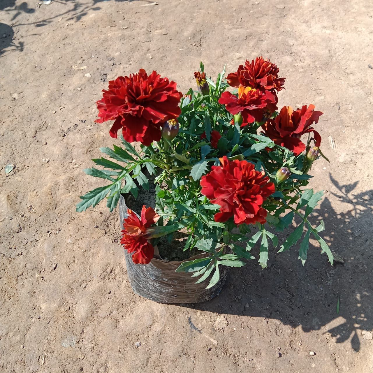 Marigold Red in 4 Inch Nursery Bag