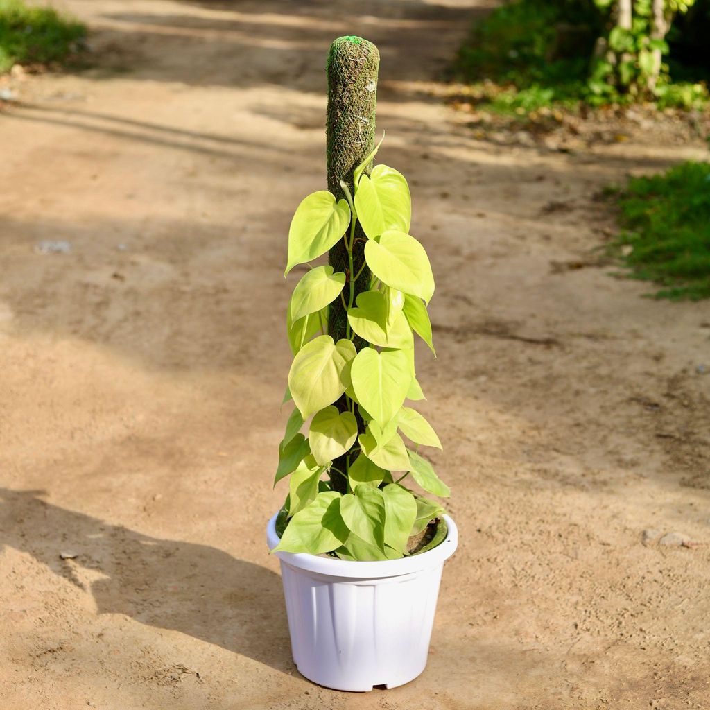 Buy Oxycardium Green With Moss Stick In 10 Inch White Classy Plastic Pot Online | Urvann.com Oxycardium Green With Moss Stick in 10 Inch White Classy Plastic Pot