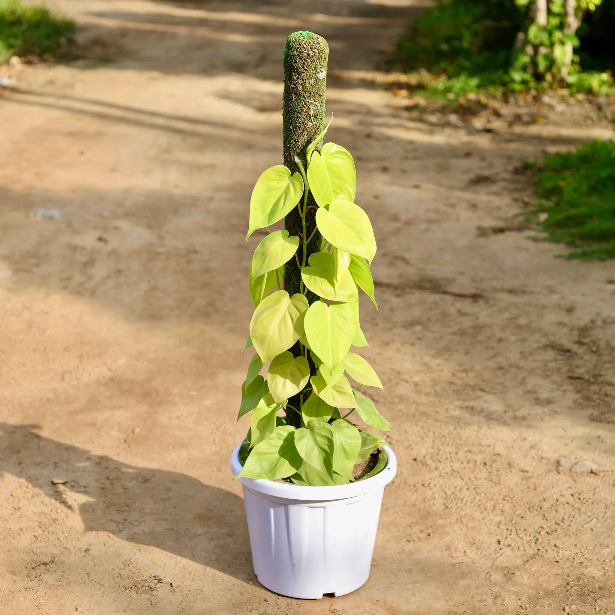 Oxycardium Green With Moss Stick in 10 Inch White Classy Plastic Pot