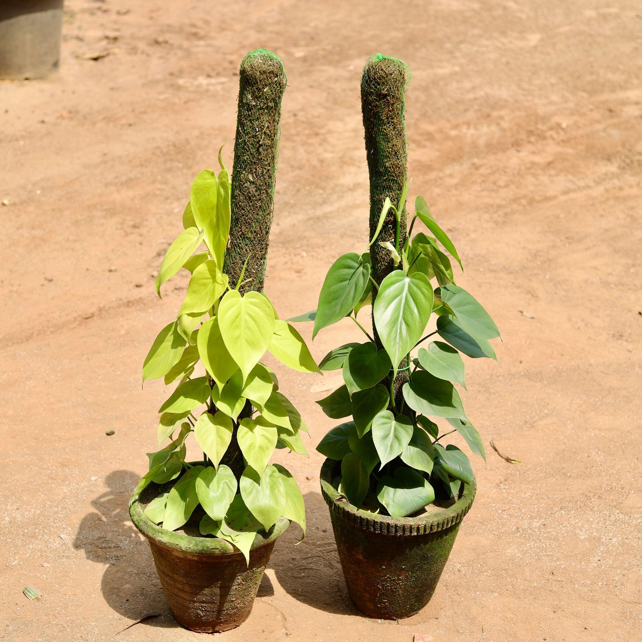 Set Of 2 - Oxycardium (Green & Golden) With Moss Stick in 10 Inch Clay Pot