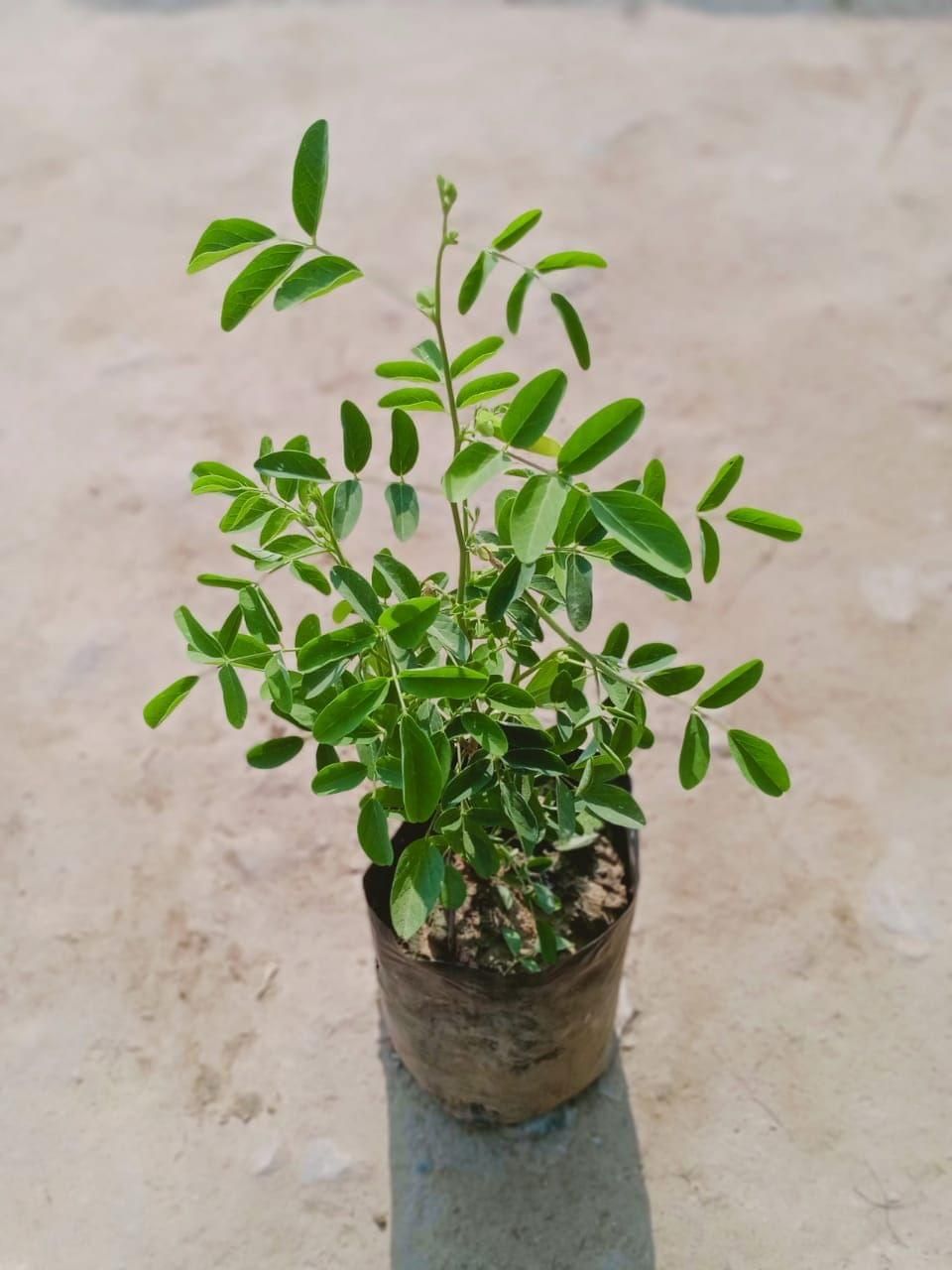 Aparajita (any colour) in 4 Inch Nursery Bag