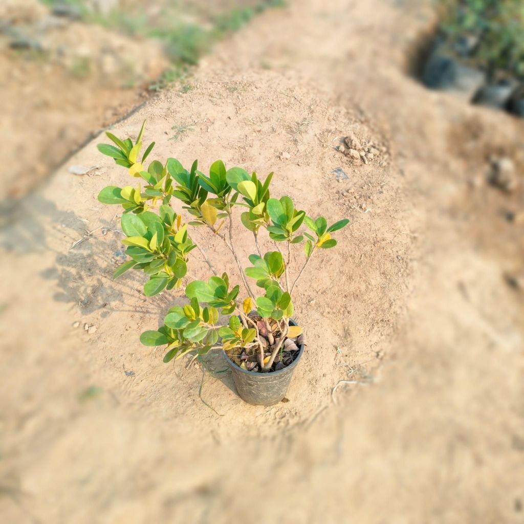 Ficus Panda in 6 Inch Nursery Pot