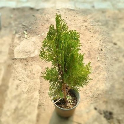 Buy Morpankhi in 6 Inch Plastic Pot Online | Urvann.com