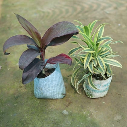Buy Set of 2 - Dracaena Kedarnath & Song of India in 4 Inch Nursery Bag Online | Urvann.com