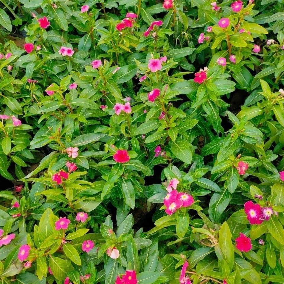 Set of 10 - Sadabahar / Vinca / Periwinkle (any colour) in 4 Inch Nursery Bag