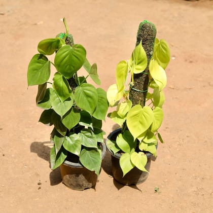 Buy Set Of 2 - Oxycardium (Green & Golden) With Moss Stick In 7 Inch Plastic Pot Online | Urvann.com