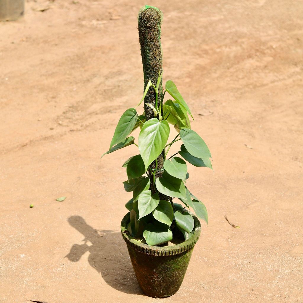Buy Oxycardium Green With Moss Stick In 10 Inch Clay Pot Online | Urvann.com Oxycardium Green With Moss Stick in 10 Inch Clay Pot